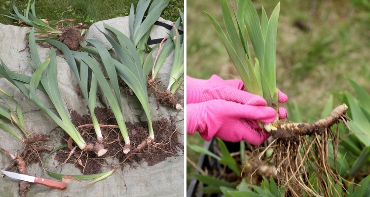 How To Divide Bearded Iris